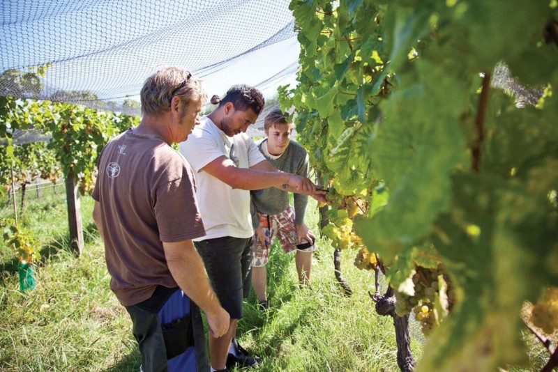 Du hoc New Zealand anh 3