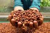 Thị trường TP.HCM ngày 11-7: Giá cà phê khép lại tuần giao dịch biến động bằng phiên giảm giá