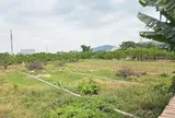 Quảng Ninh: 317 hồ sơ chuyển từ đất nông nghiệp sang đất ở, phường giải trình thế nào?
