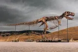 Một người ẩn danh bỏ ra 50 triệu đô mua bộ xương khủng long T-rex