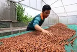 Tăng tốc đáp ứng EUDR, cà phê Việt vẫn ngóng hướng dẫn