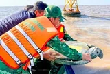 Thả con vích nặng khoảng 120kg dài gần 1m về biển Cà Mau