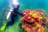 Lặn cùng những 'thợ vườn' trồng san hô dưới đáy vịnh Nha Trang