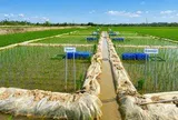 Một doanh nghiệp tại Cần Thơ 'xung phong' hợp tác, bao tiêu lúa Nhật ở Vĩnh Long