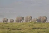 Kenya lúng túng vì 15 con voi chết bí ẩn trong thời gian ngắn