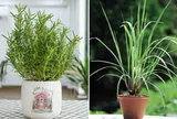 5 loại cây trồng trong nhà giúp đuổi muỗi hiệu quả