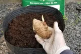 5 lý do nên trồng 1 chậu nghệ trong nhà