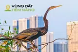 Chim có trong sách đỏ đua nhau kéo về một khu đô thị được mệnh danh là ‘khu nhà giàu’, mật độ xây dựng chỉ 26%, dành 174 ha làm cây xanh và hồ nước