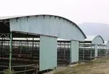 Đấu giá, thu hồi nợ 'siêu dự án' chăn nuôi bò ở Hà Tĩnh