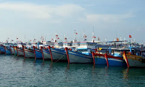 Chấn chỉnh công tác cấp giấy xác nhận nguyên liệu thủy sản, giấy chứng nhận thủy sản khai thác