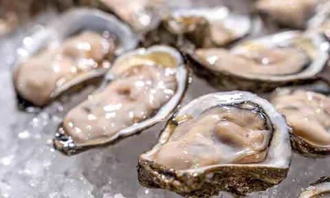 Đài Loan chi phối xuất khẩu hàu của Việt Nam