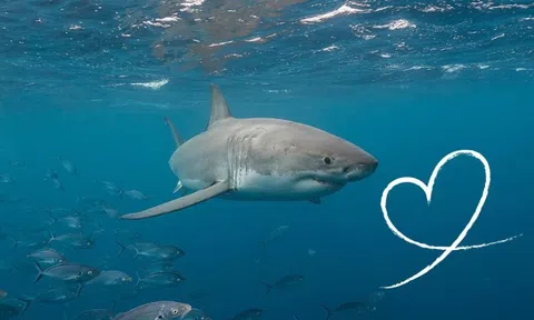 Một trong những “cá mập” lớn nhất trên TTCK bất ngờ hút được thêm cả nghìn tỷ vốn ngoại trong tháng 11, mua hàng chục triệu cổ phiếu ngân hàng, chứng khoán