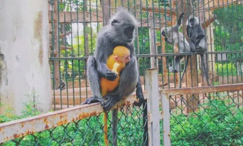 Đứng trước nguy cơ dừng hoạt động do nợ thuế 800 tỷ, doanh nghiệp quản lý công trình 160 năm tuổi tại khu đất 16ha giữa trung tâm Tp.HCM đang kinh doanh ra sao?