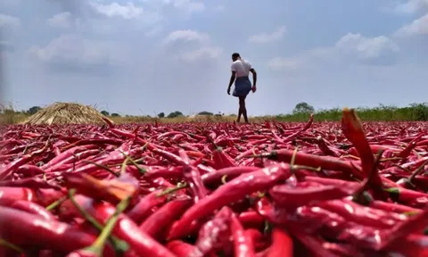 Nông dân, nhà hàng khắp thế giới lao đao khi ớt không còn cay