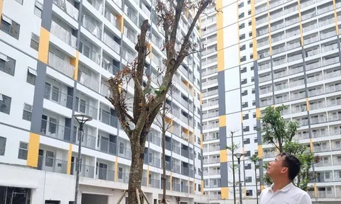 Khởi công loạt dự án nhà ở xã hội, có hạ nhiệt thị trường chung cư?