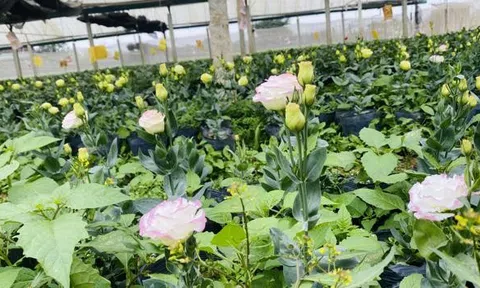 Làng hoa Đông Cương vào vụ Tết