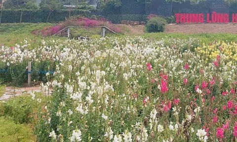 Quận Tây Hồ sẽ có vườn hoa, cây xanh rộng hơn 3.400 m2