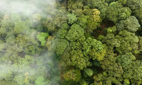 Bộ NN&MT bổ sung thủ tục về phát thải và thị trường carbon