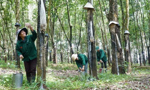 Ngành cao su trước áp lực truy xuất nguồn gốc từ EUDR