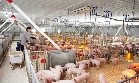 Thứ trưởng Bộ NN&MT: Không để xảy ra tình trạng bỏ trống vùng chăn nuôi