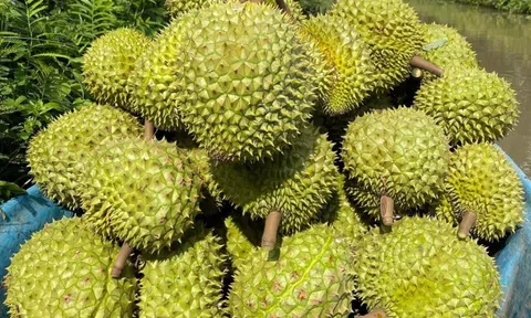 Xuất khẩu nông lâm thủy sản quý I/2025 tăng trưởng hai chữ số