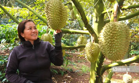 Doanh nghiệp hiến kế "bắt tay" với Thái Lan để chinh phục thị trường sầu riêng tại Trung Quốc