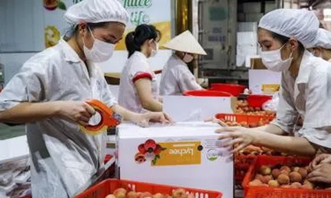 Vải thiều bội thu