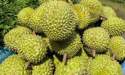 Thủ tướng yêu cầu thống nhất quy trình, “mở đường” cho sầu riêng Việt sang Trung Quốc