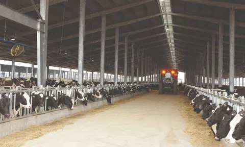 Khám phá bữa ăn với hàng chục nguyên liệu khoái khẩu của bò sữa TH true MILK