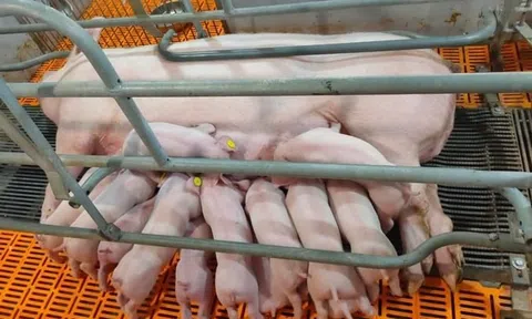 Giá heo hơi tăng giúp các 'đại gia' chăn nuôi lãi đậm