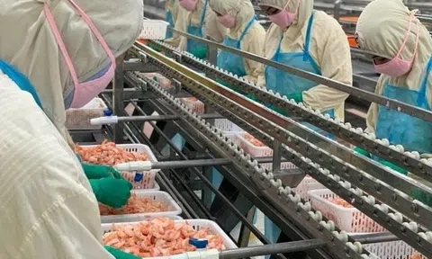 Doanh nghiệp xuất khẩu tôm lớn nhất nhì Việt Nam bị áp thuế cao bất thường tới 35,29% từ Mỹ