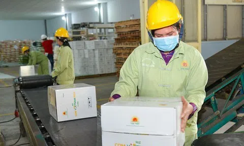 Lộc Trời dự kiến lỗ hơn 500 tỷ đồng trong năm 2025, hủy kế hoạch trả cổ tức 2023