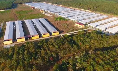 So sánh lợi nhuận quý đầu năm 2025 giữa Hoàng Anh Gia Lai và Dabaco