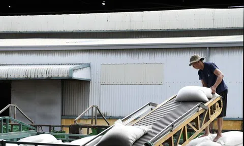 Những trường hợp doanh nghiệp xuất khẩu gạo sẽ bị xem xét ‘tước’ giấy phép