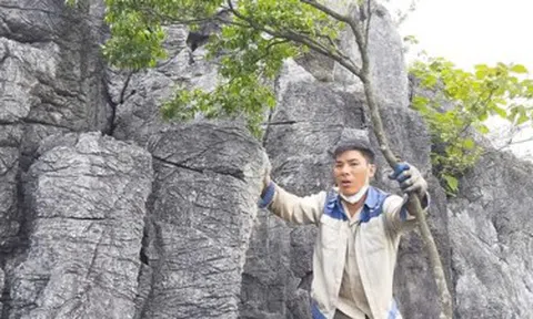 Loài cây đặc hữu bị tàn phá bởi thú chơi xa xỉ