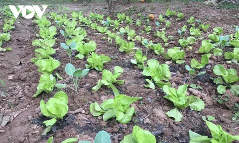 Chuyển đổi đất trồng cây hàng năm sang đất ở như thế nào?