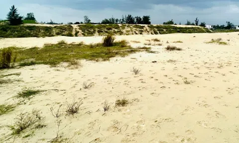 Tiết lộ doanh nghiệp bỏ gần 50 tỷ đồng mua cát nạo vét sông Cổ Cò ở Đà Nẵng