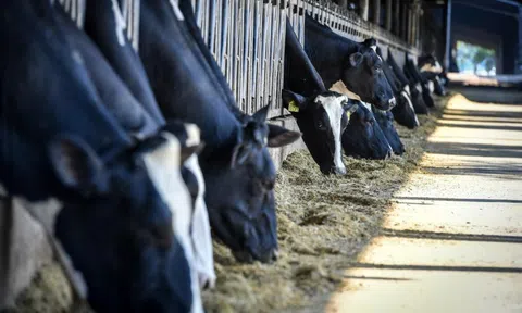 TH true MILK và khát vọng tự chủ nguồn sữa tươi nguyên liệu cho Việt Nam