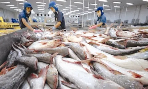 Xuất khẩu cá tra vượt mốc 1,4 tỷ USD