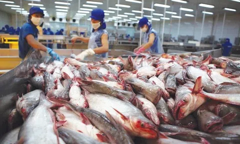 Giá cá tra xuất khẩu được dự báo sẽ tăng mạnh