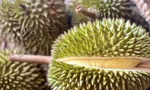 Nhiều doanh nghiệp Trung Quốc sắp đến TP HCM mua sầu riêng