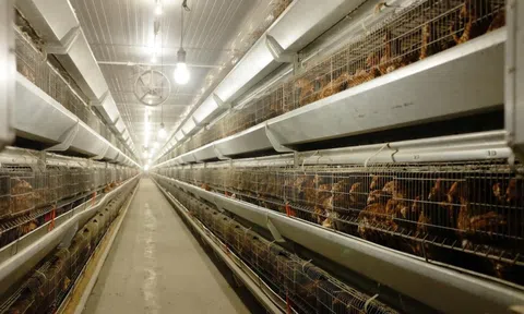 Bùng nổ IPO sau nhiều năm lặng sóng