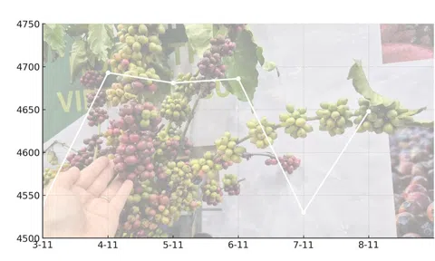 Giá cà phê hôm nay 8-11: Quay đầu tăng mạnh