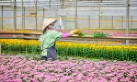 Chủ chuỗi bán hoa Dalat Hasfarm vừa chốt thương vụ hơn 4.600 tỷ