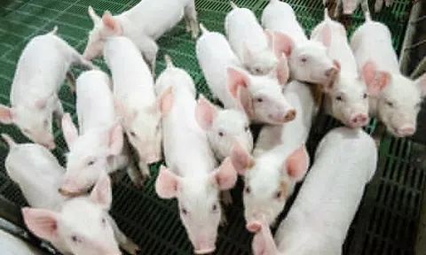 Động thái bất ngờ của tỷ phú Trần Đình Long