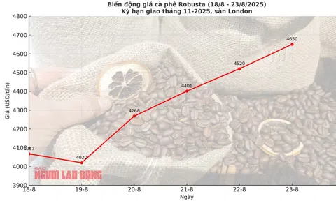 Giá cà phê hôm nay 23-8: Tăng tiếp, giấc mơ 5.000 USD/tấn không còn xa