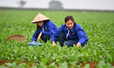 Chốt bơm 185.000 tỷ cho vay nông, lâm, thủy sản lãi suất thấp