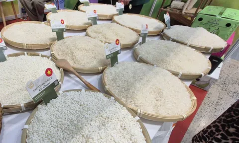 Chủ tịch VFA nói gì về việc Philippines dừng nhập khẩu gạo đến hết năm 2025?