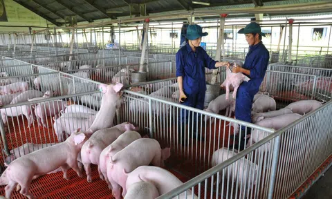 Giá heo hơi hôm nay, 16-12: Bật tăng dữ dội