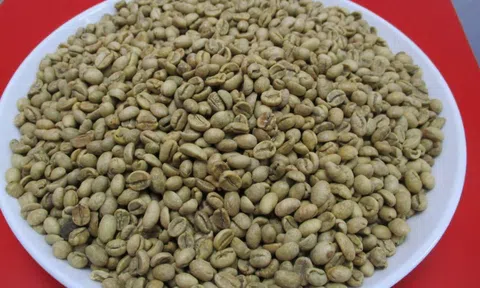 Giá cà phê hôm nay 22-9: Có tăng trở lại?